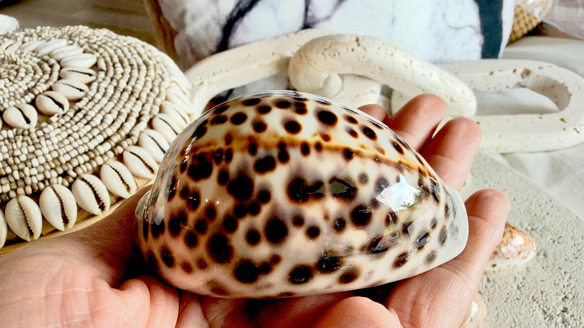 Set of 10 Natural Cowrie Seashells: Collectors Gift Beach Décor Coastal Crafts Shells