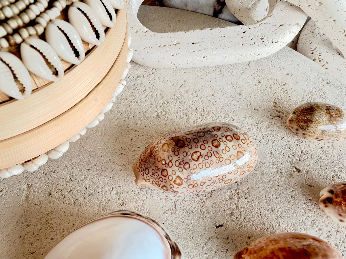Set of 10 Natural Cowrie Seashells: Collectors Gift Beach Décor Coastal Crafts Shells