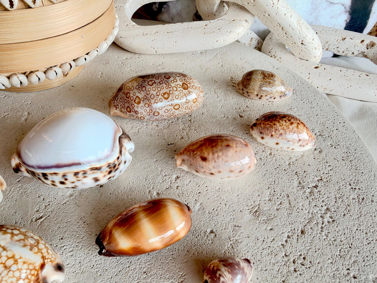 Set of 10 Natural Cowrie Seashells: Collectors Gift Beach Décor Coastal Crafts Shells