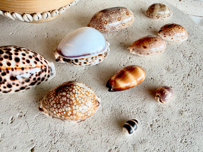 Set of 10 Natural Cowrie Seashells: Collectors Gift Beach Décor Coastal Crafts Shells