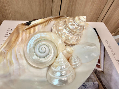 Mother of Pearl Seashells in Clam Shell Plate – Set of 7 Luxury Coastal Tray Dish