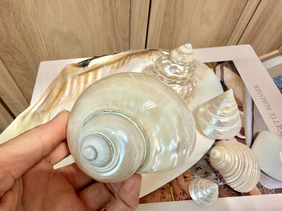 Mother of Pearl Seashells in Clam Shell Plate – Set of 7 Luxury Coastal Tray Dish