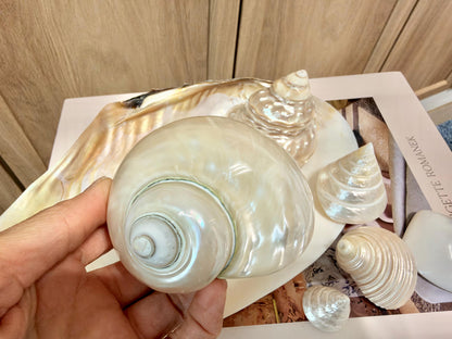 Mother of Pearl Seashells in Clam Shell Plate – Set of 7 Luxury Coastal Tray Dish