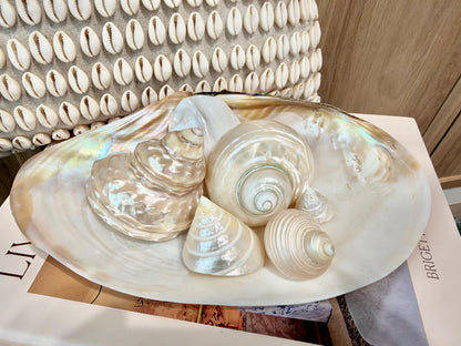Mother of Pearl Seashells in Clam Shell Plate – Set of 7 Luxury Coastal Tray Dish