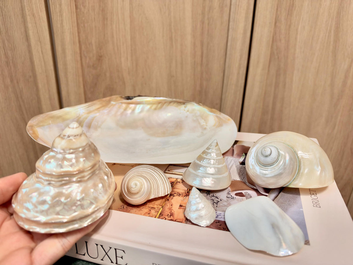 Mother of Pearl Seashells in Clam Shell Plate – Set of 7 Luxury Coastal Tray Dish