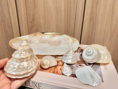 Mother of Pearl Seashells in Clam Shell Plate – Set of 7 Luxury Coastal Tray Dish