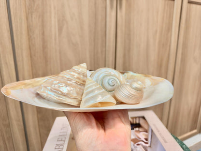 Mother of Pearl Seashells in Clam Shell Plate – Set of 7 Luxury Coastal Tray Dish