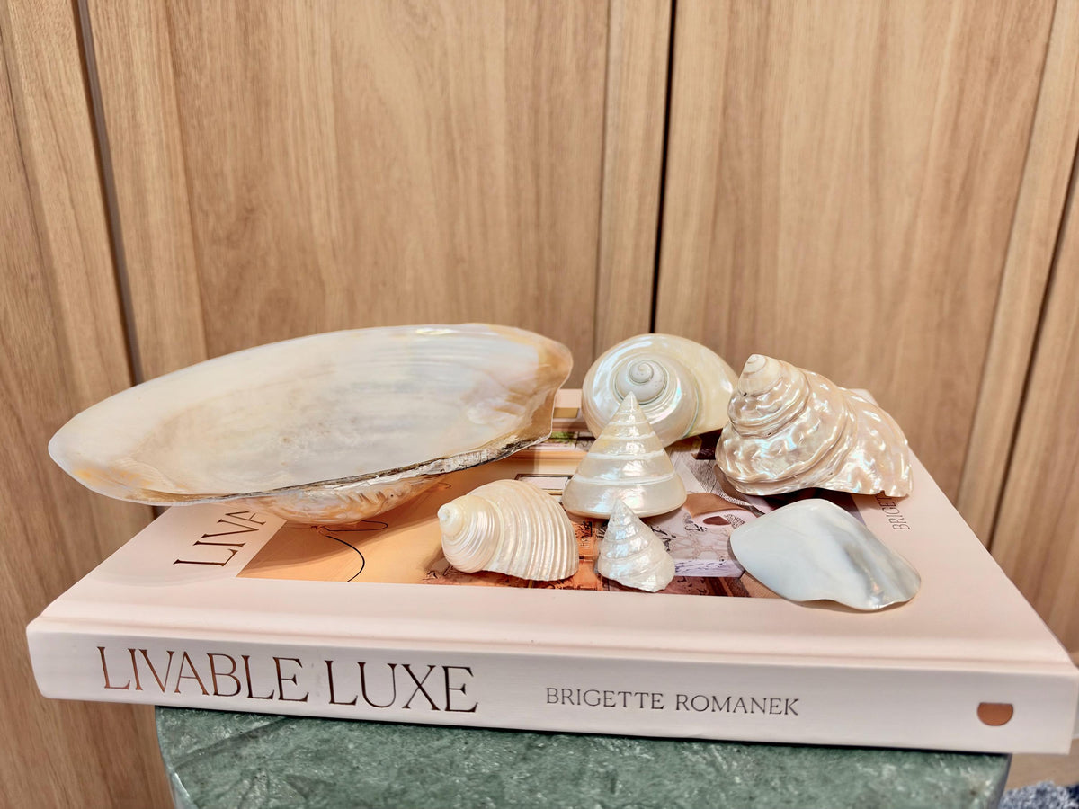 Mother of Pearl Seashells in Clam Shell Plate – Set of 7 Luxury Coastal Tray Dish