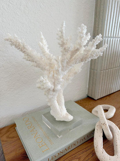 Real Branch Coral Fossil Specimen: 12" x 13" x 7.5" Coastal Décor (Lucite Mount)