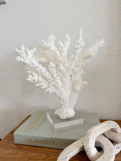 Real Branch Coral Fossil Specimen: 12" x 13" x 7.5" Coastal Décor (Lucite Mount)