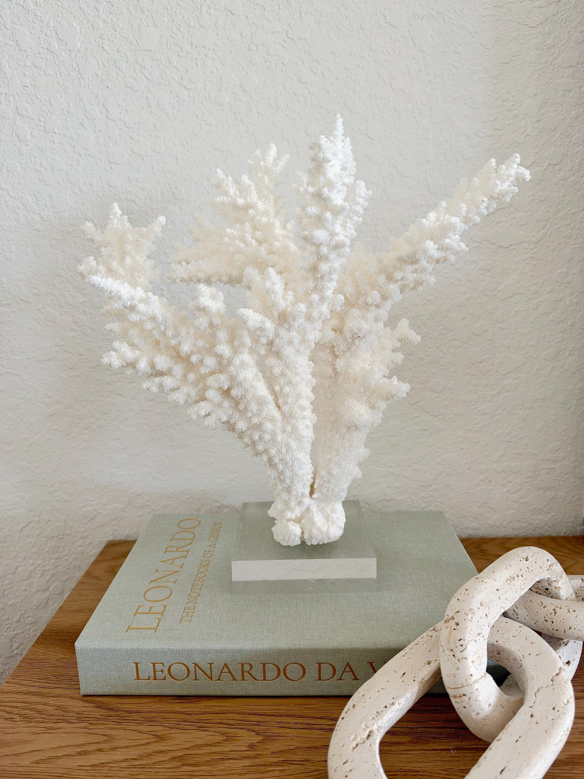 Real Branch Coral Fossil Specimen: 12" x 13" x 7.5" Coastal Décor (Lucite Mount)