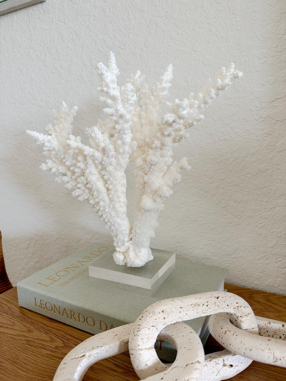 Real Branch Coral Fossil Specimen: 12" x 13" x 7.5" Coastal Décor (Lucite Mount)