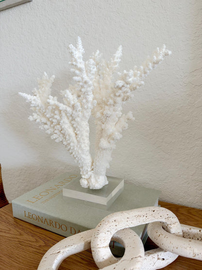 Real Branch Coral Fossil Specimen: 12" x 13" x 7.5" Coastal Décor (Lucite Mount)
