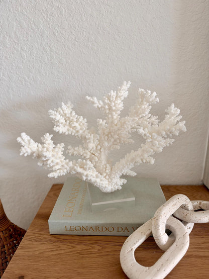 Real Branch Coral Fossil Specimen: 13.5" x 11.5" x 6" Coastal Décor (Lucite Mount)