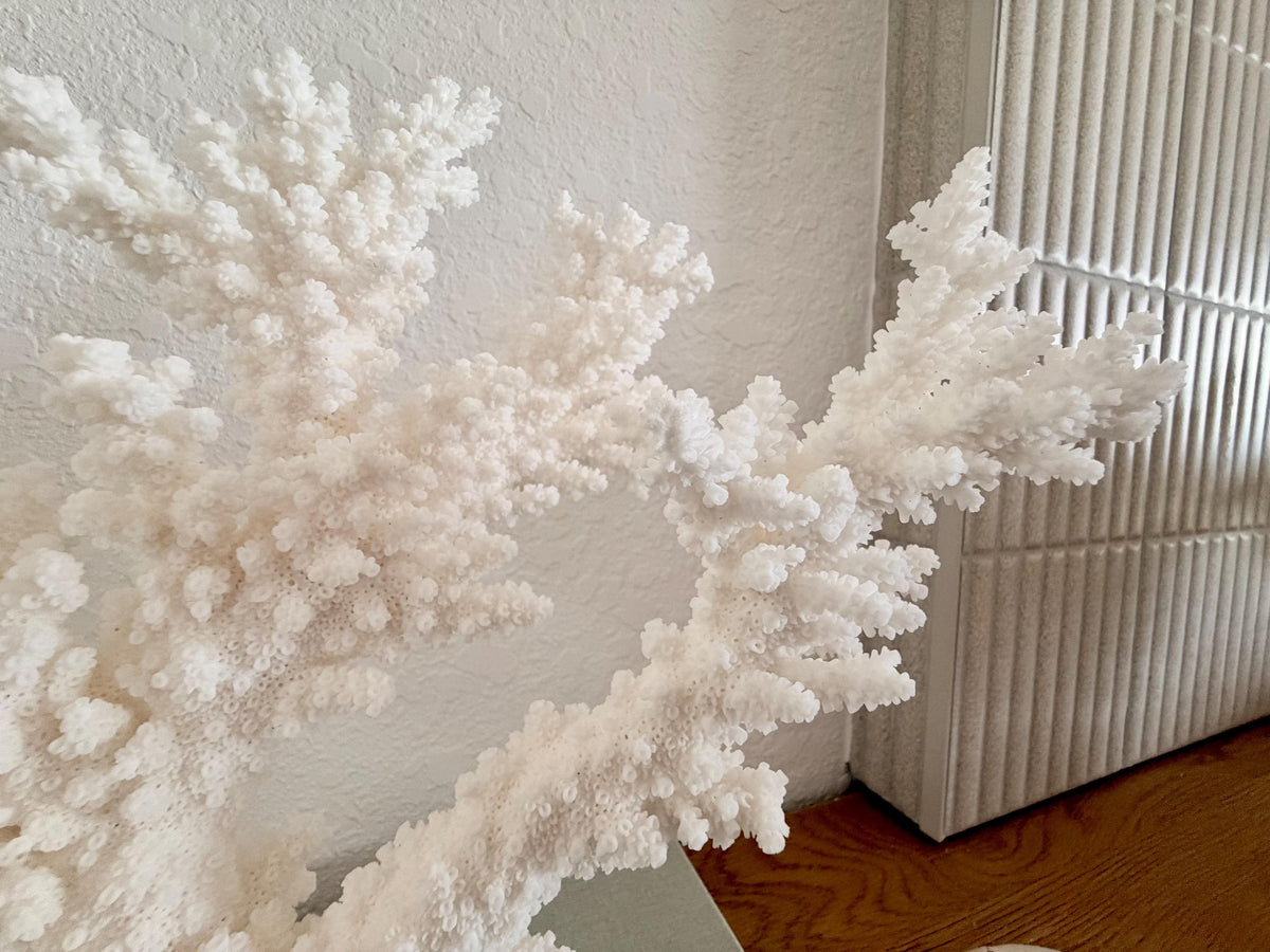 Real Branch Coral Fossil Specimen: 13.5" x 11.5" x 6" Coastal Décor (Lucite Mount)