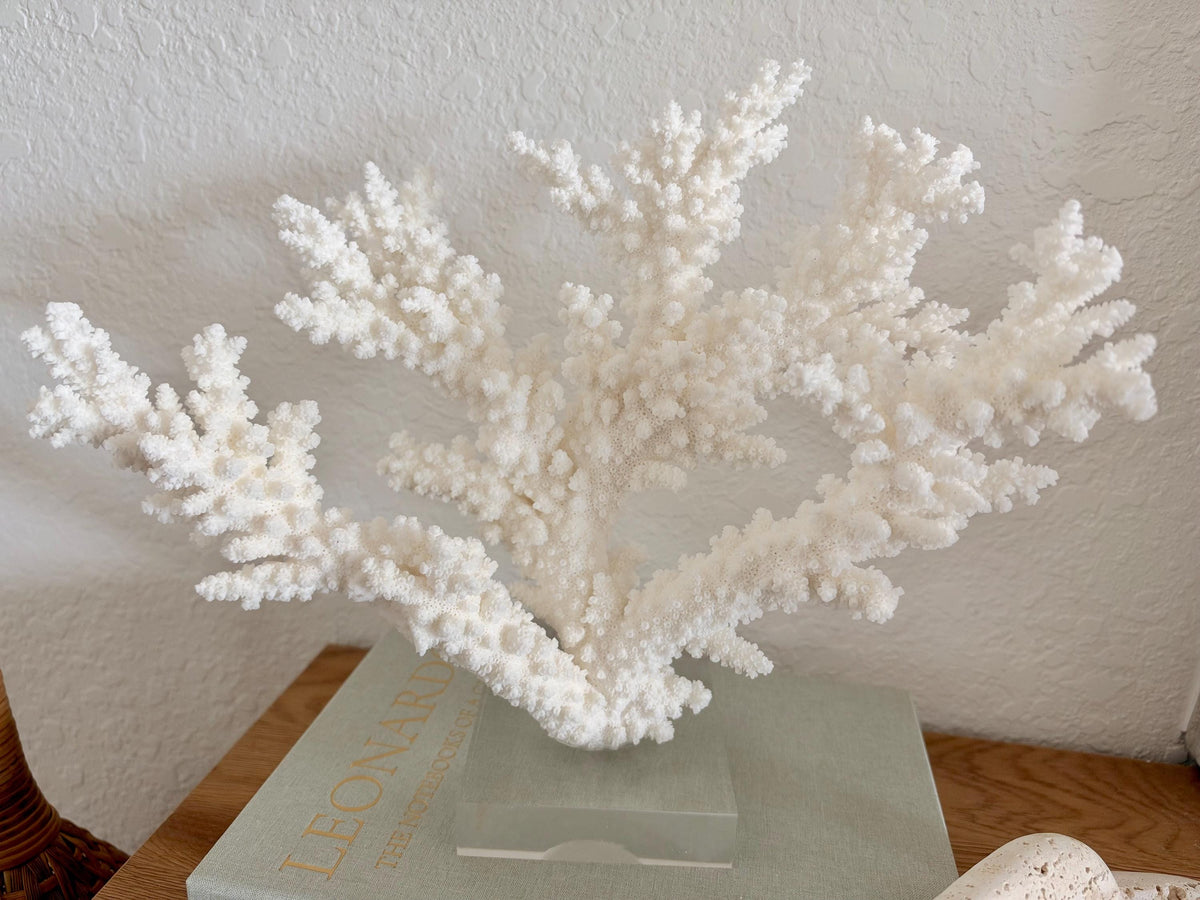 Real Branch Coral Fossil Specimen: 13.5" x 11.5" x 6" Coastal Décor (Lucite Mount)