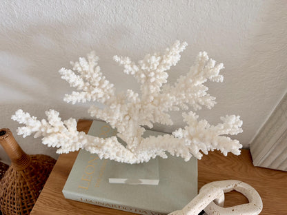 Real Branch Coral Fossil Specimen: 13.5" x 11.5" x 6" Coastal Décor (Lucite Mount)