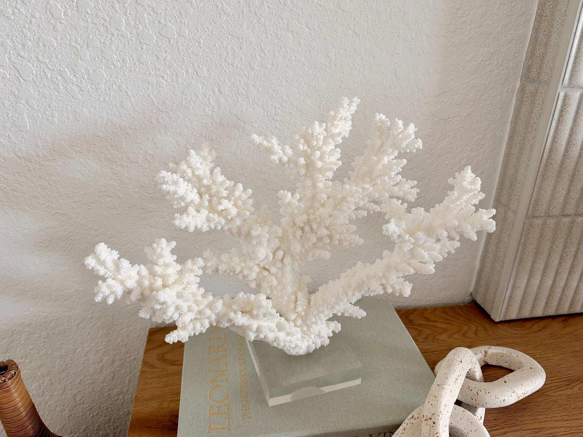 Real Branch Coral Fossil Specimen: 13.5" x 11.5" x 6" Coastal Décor (Lucite Mount)