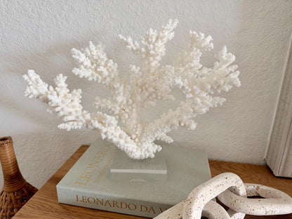 Real Branch Coral Fossil Specimen: 13.5" x 11.5" x 6" Coastal Décor (Lucite Mount)