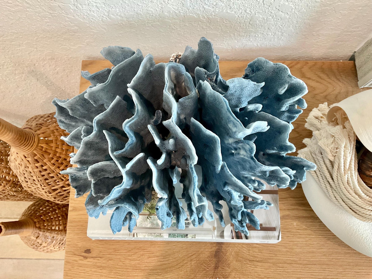 Blue Ridge Coral Fossil Specimen: 12" x 9" x 9" Coastal Beach House Décor