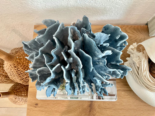 Blue Ridge Coral Fossil Specimen: 12" x 9" x 9" Coastal Beach House Décor