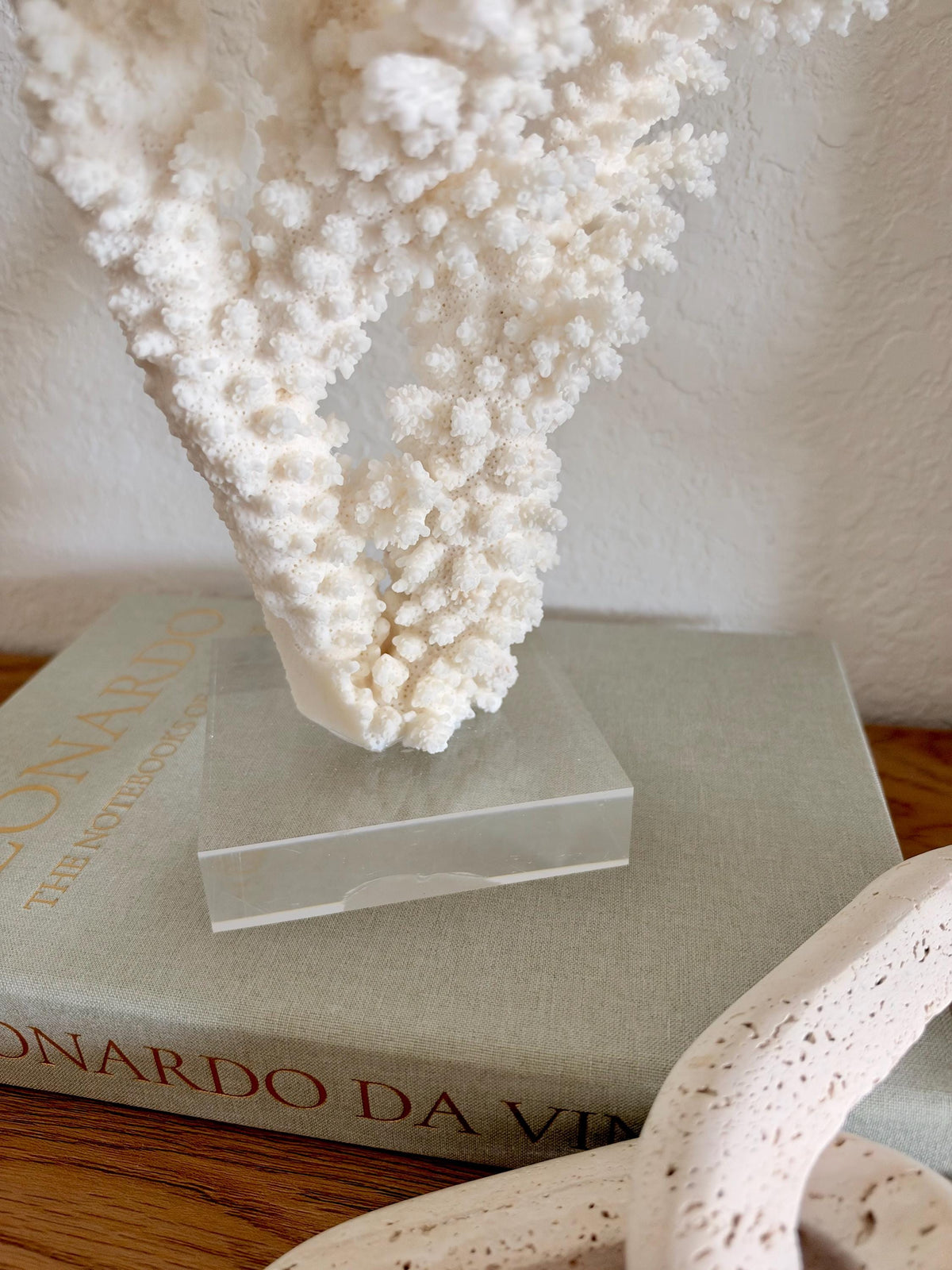 Real Branch Coral Fossil Specimen: 13" x 14" x 8.5" Coastal Décor (Lucite Mount)