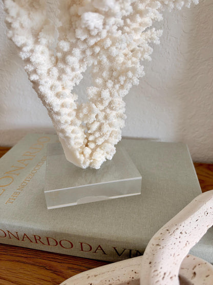 Real Branch Coral Fossil Specimen: 13" x 14" x 8.5" Coastal Décor (Lucite Mount)