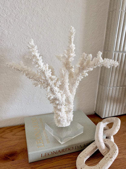 Real Branch Coral Fossil Specimen: 13" x 14" x 8.5" Coastal Décor (Lucite Mount)