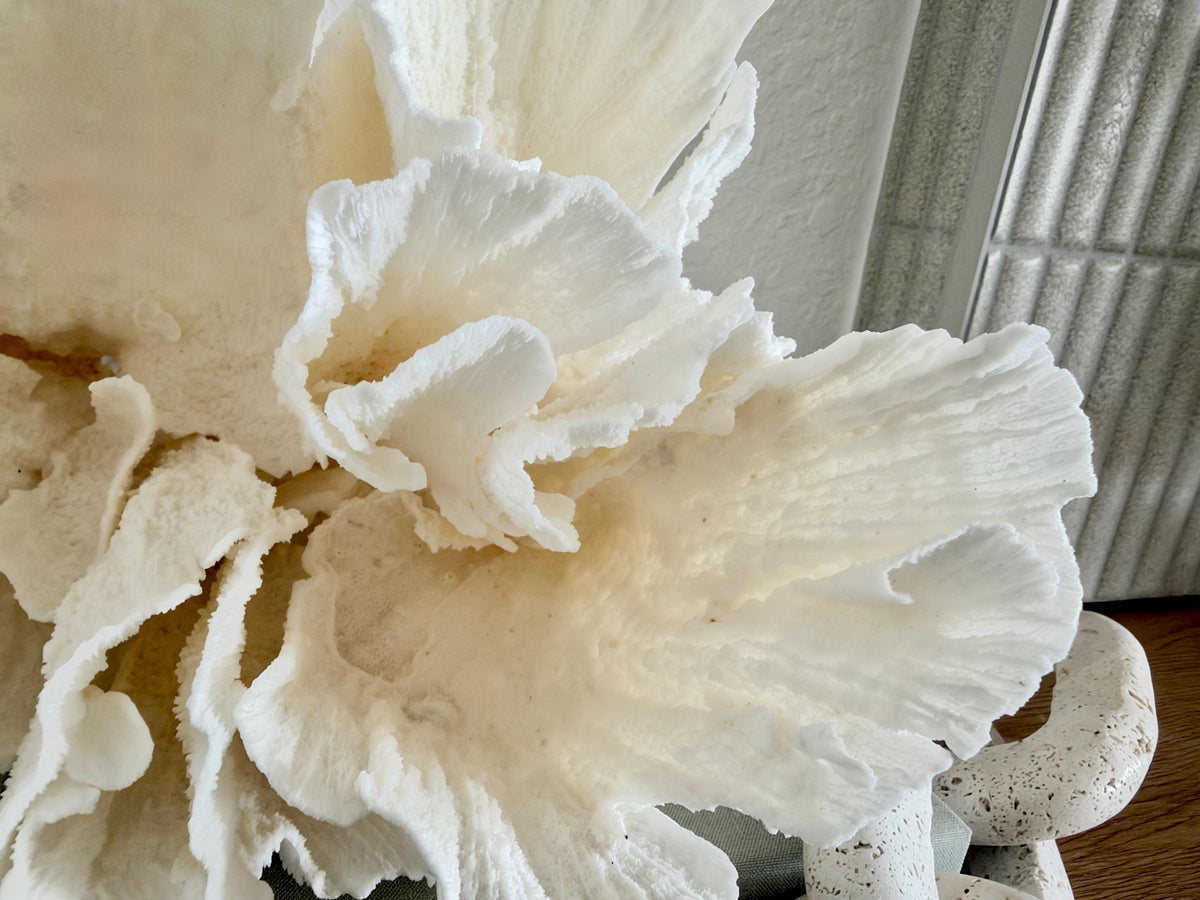 Natural Poca Coral Fossil: 10" x 9.5" x 8.5" Coastal Beach House White Décor