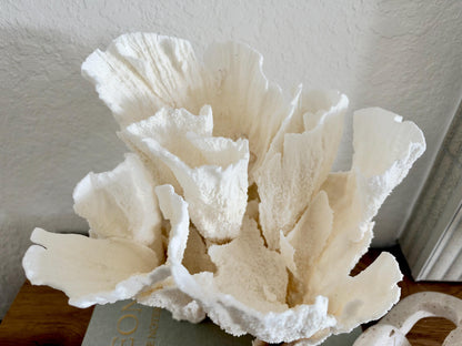 Natural Poca Coral Fossil: 10" x 9.5" x 8.5" Coastal Beach House White Décor