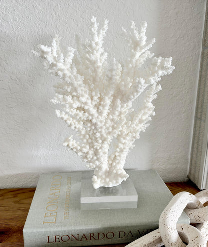 Real Branch Coral Fossil Specimen: 13.25" x 9" x 4" Coastal Décor (Lucite Mount)