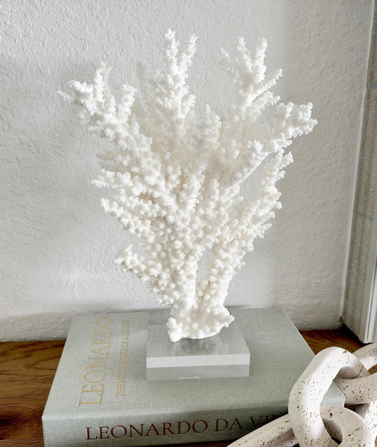 Real Branch Coral Fossil Specimen: 12.5" x 13" x 4.5" Coastal Décor (Lucite Mount)