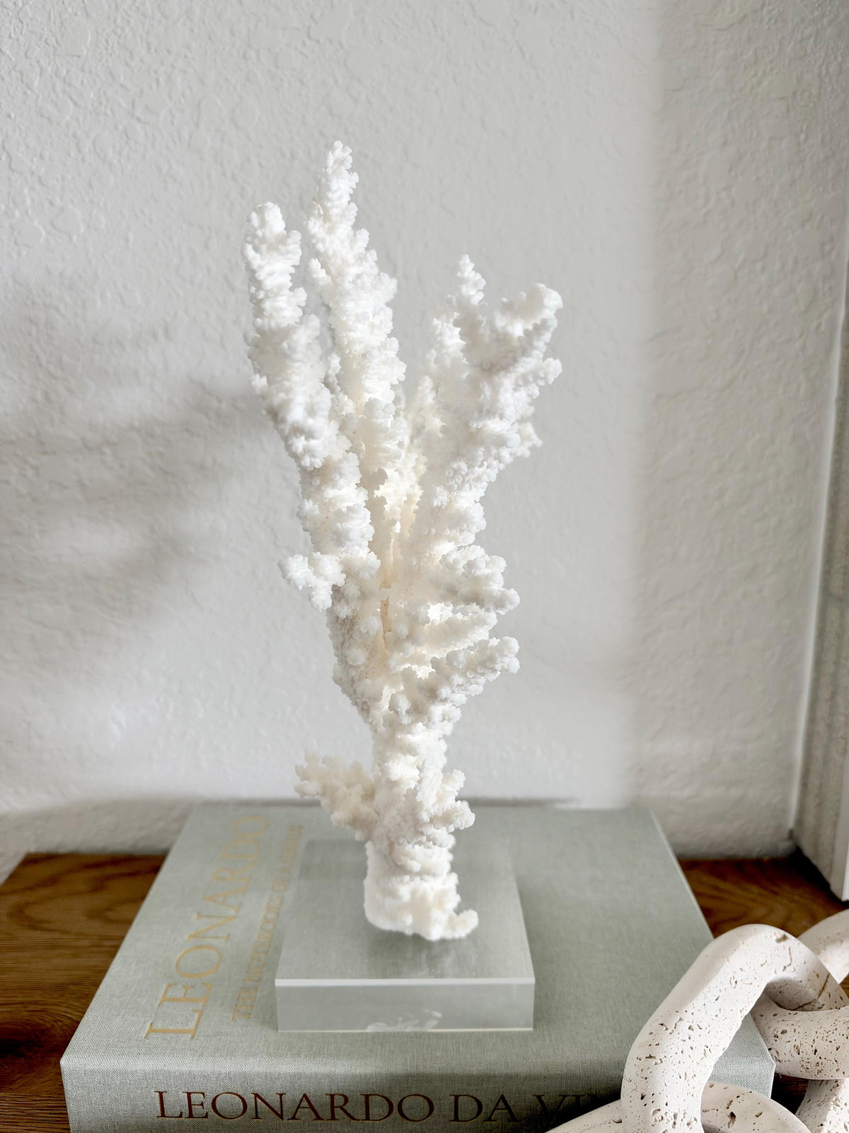 Real Branch Coral Fossil Specimen: 13.25" x 9" x 4" Coastal Décor (Lucite Mount)