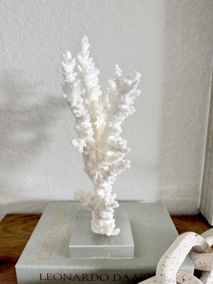 Real Branch Coral Fossil Specimen: 13.25" x 9" x 4" Coastal Décor (Lucite Mount)