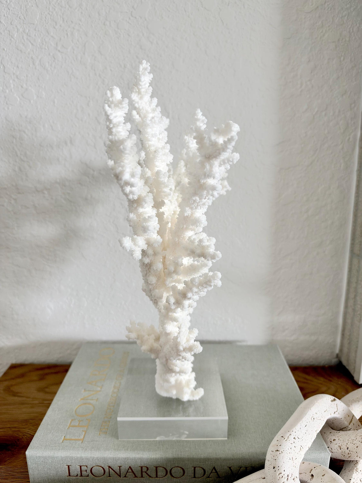 Real Branch Coral Fossil Specimen: 12.5" x 13" x 4.5" Coastal Décor (Lucite Mount)