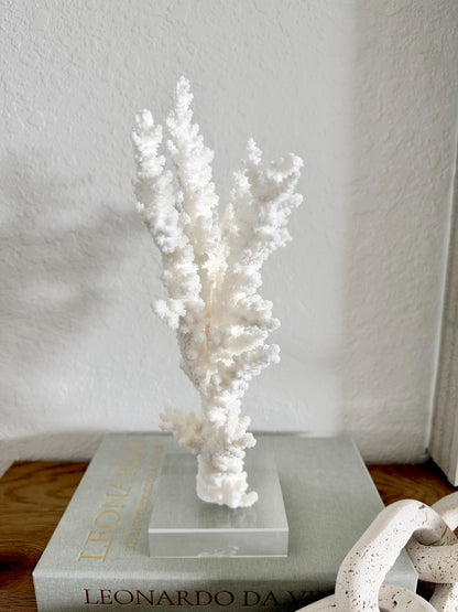 Real Branch Coral Fossil Specimen: 12.5" x 13" x 4.5" Coastal Décor (Lucite Mount)