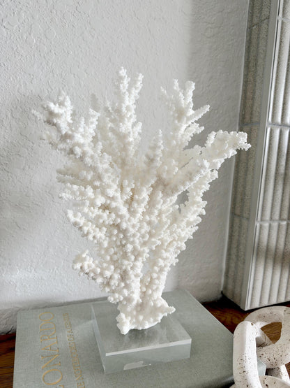 Real Branch Coral Fossil Specimen: 12.5" x 13" x 4.5" Coastal Décor (Lucite Mount)