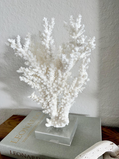 Real Branch Coral Fossil Specimen: 13.25" x 9" x 4" Coastal Décor (Lucite Mount)
