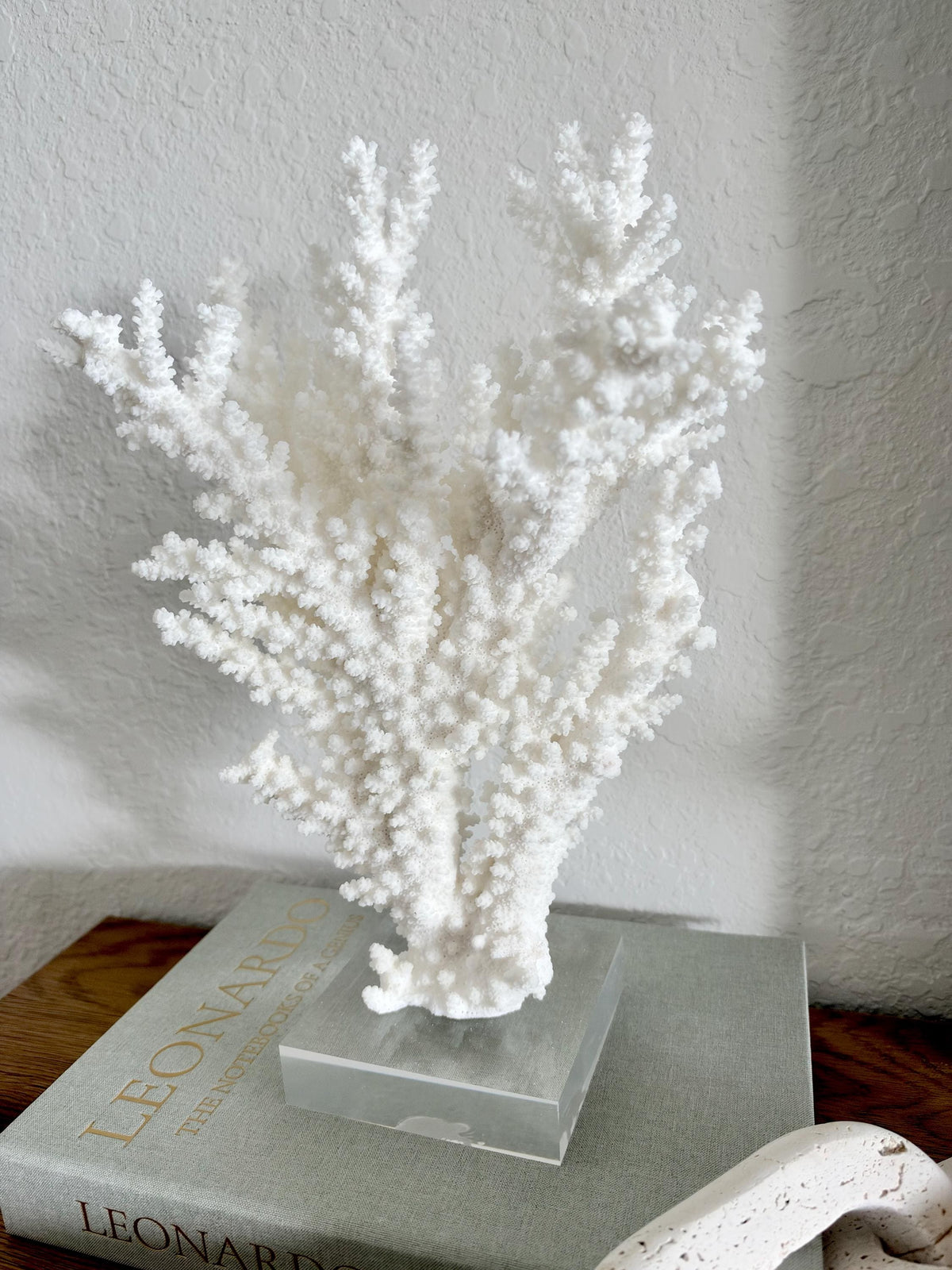 Real Branch Coral Fossil Specimen: 12.5" x 13" x 4.5" Coastal Décor (Lucite Mount)