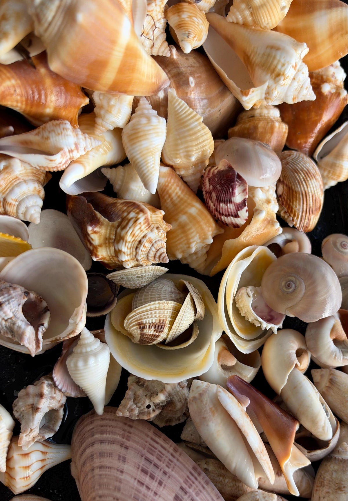 1 Pound Handpicked Beach Found Sanibel Captiva Seashell Shell Mix Coastal Home Décor