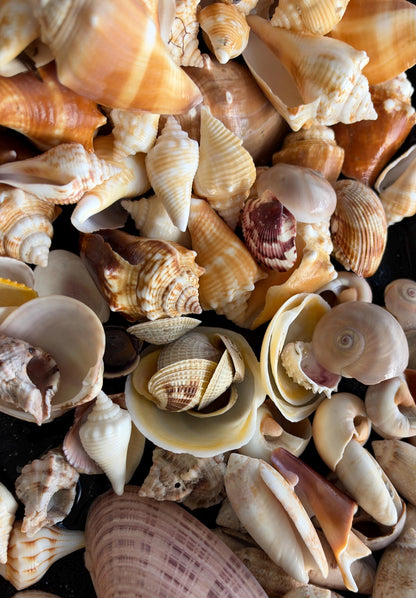 1 Pound Handpicked Beach Found Sanibel Captiva Seashell Shell Mix Coastal Home Décor