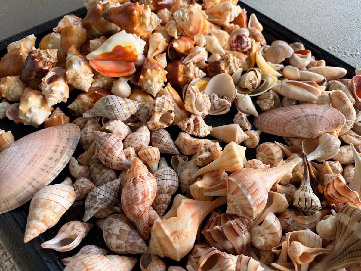 1 Pound Handpicked Beach Found Sanibel Captiva Seashell Shell Mix Coastal Home Décor