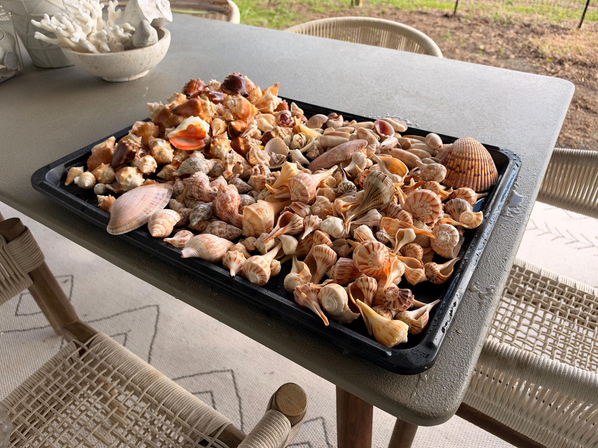 1 Pound Handpicked Beach Found Sanibel Captiva Seashell Shell Mix Coastal Home Décor