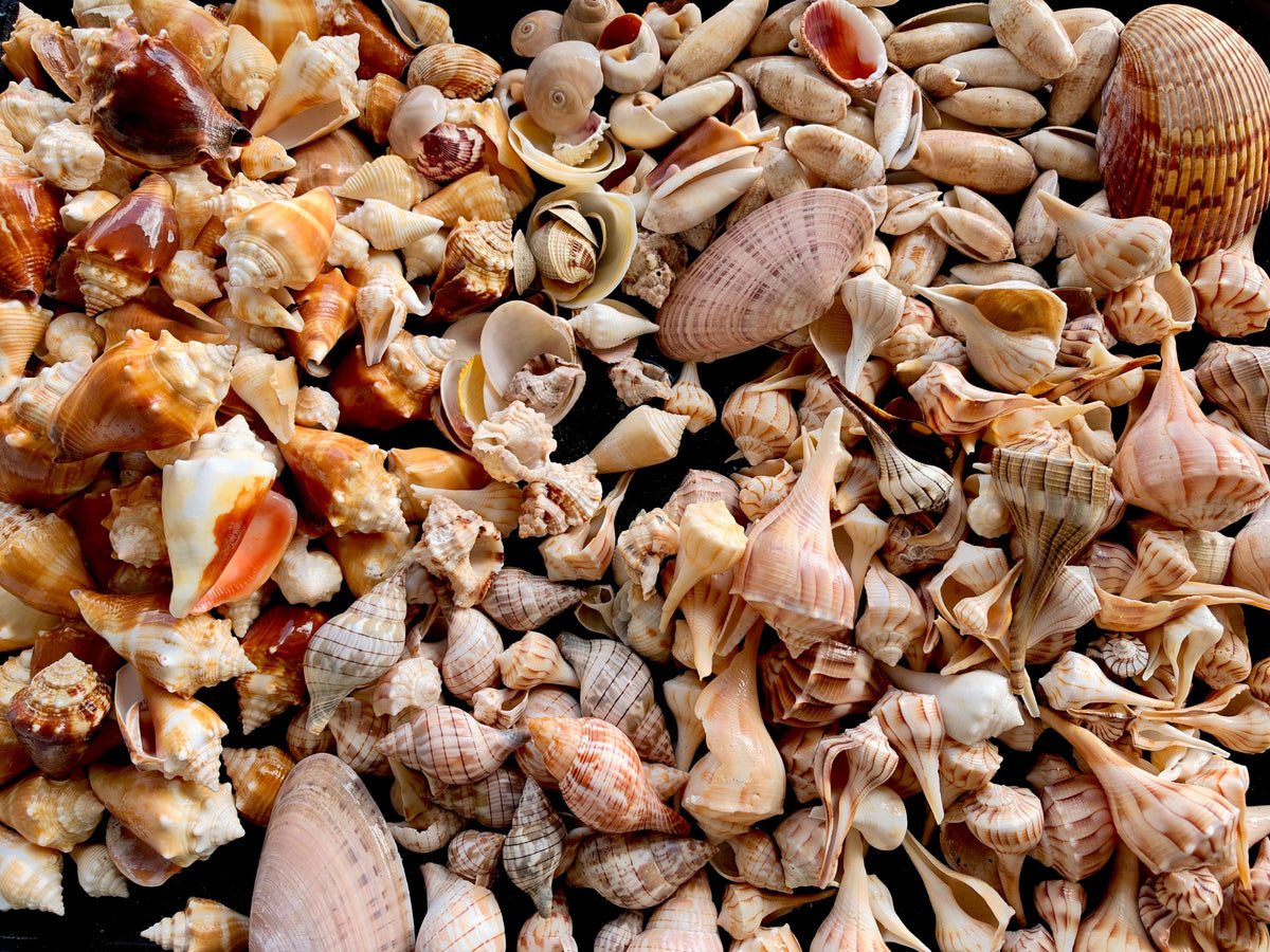 1 Pound Handpicked Beach Found Sanibel Captiva Seashell Shell Mix Coastal Home Décor