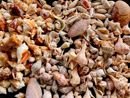 1 Pound Handpicked Beach Found Sanibel Captiva Seashell Shell Mix Coastal Home Décor