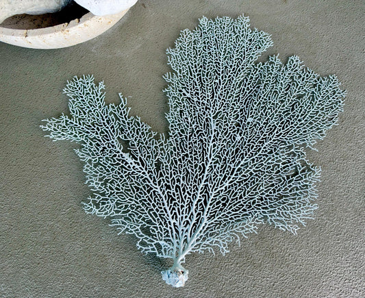 Light Blue Sea Fan 10-16" *You Choose Size* Natural Hand Painted Coastal Décor