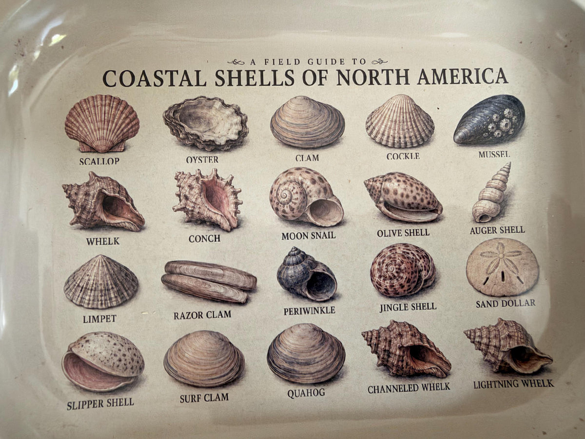 Seashell Specimen Decorative Tray: Coastal Décor Gift