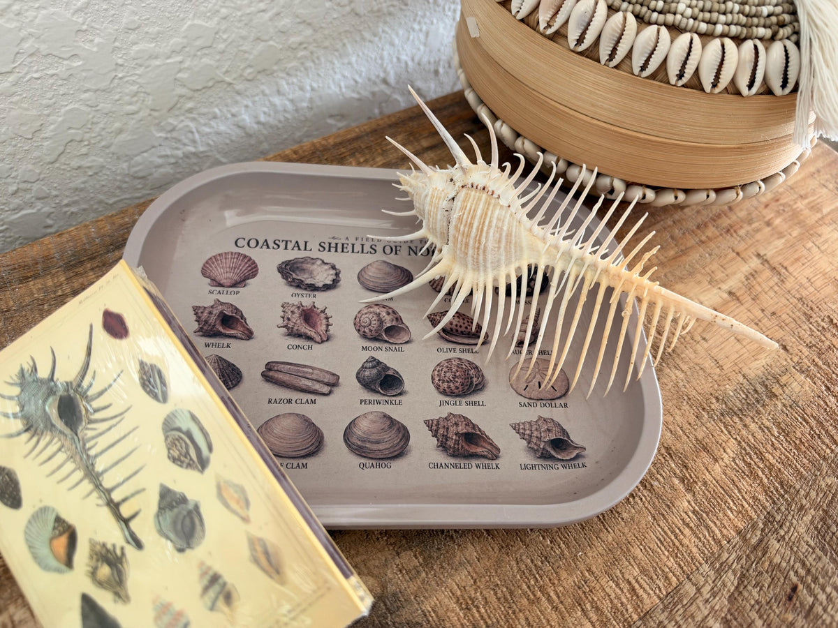 Seashell Specimen Decorative Tray: Coastal Décor Gift