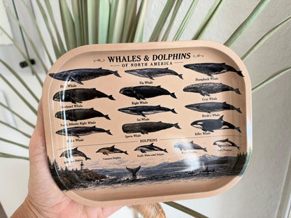 Whales & Dolphins Specimen Decorative Tray: Coastal Décor Gift