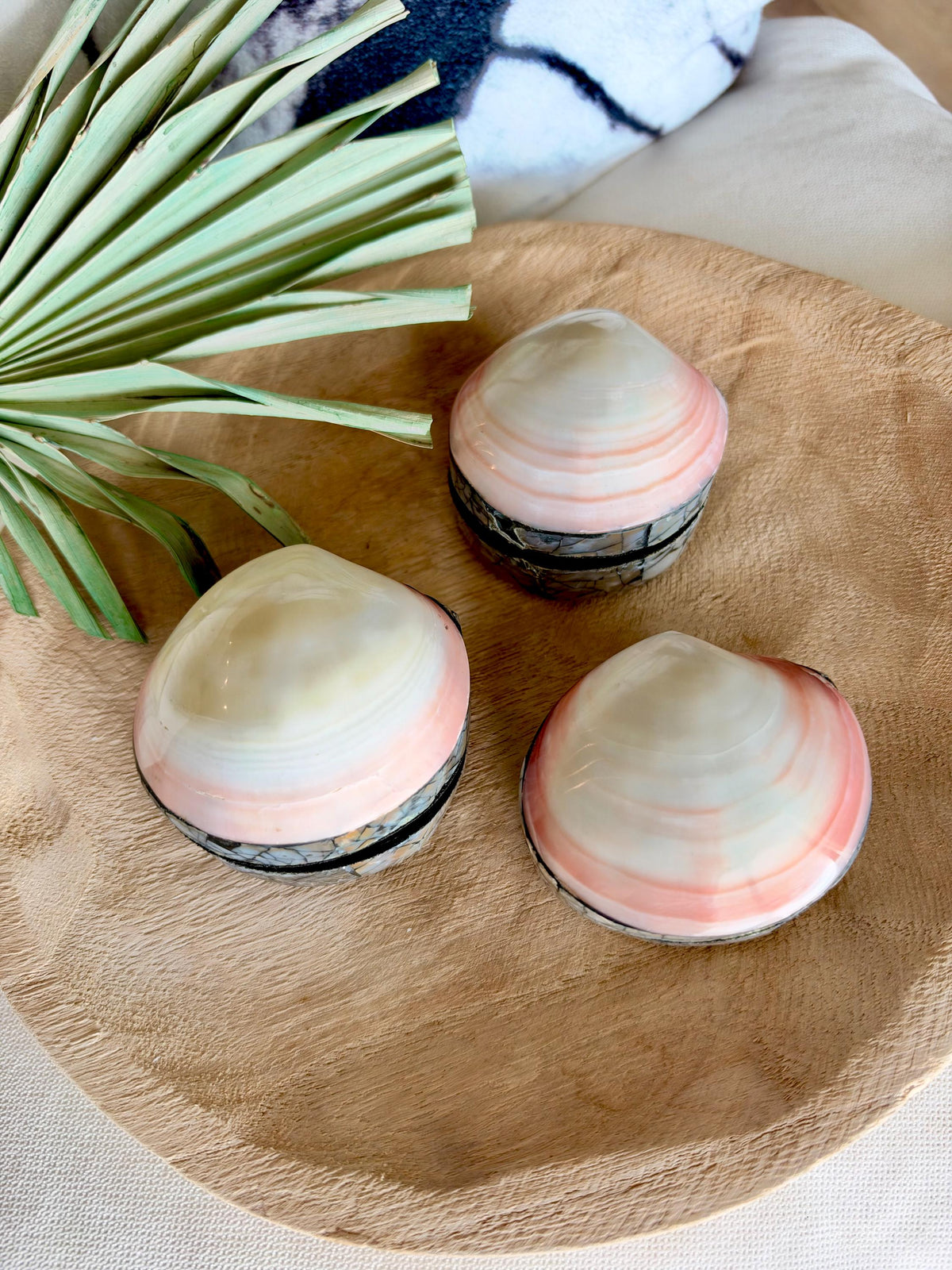 Natural Handmade Seashell Clam Ring Box: 3 Colors, 2.5" Shell Coastal Gift